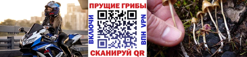 хочу наркоту  Пошехонье  Галлюциногенные грибы GOLDEN TEACHER 